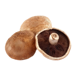 Cogumelo Shitake (1 band com 200gr aprox) – Verdurix